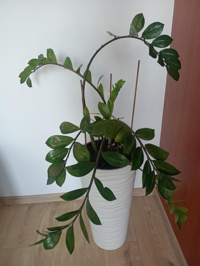 Pomaranczowa Apartment Szczecin Ngoại thất bức ảnh